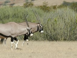 Namibia2006-049
