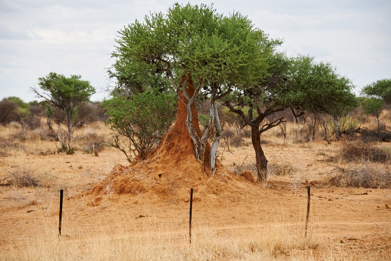 Namibia 15 195