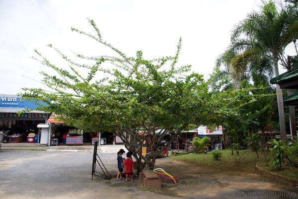 Asien14 Thailand2 24