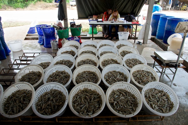 Asien14 Thailand2 60