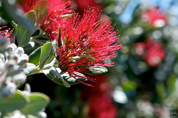 NewZealand_09_10__056