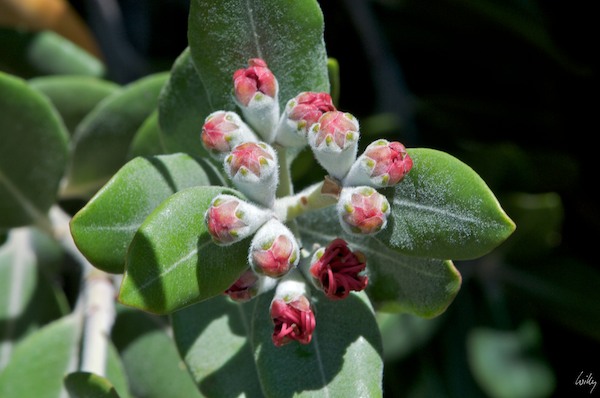 NewZealand_09_10__057