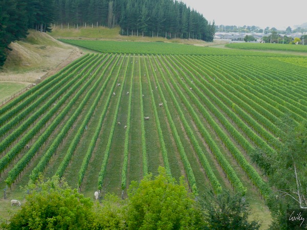 NewZealand_09_10__061