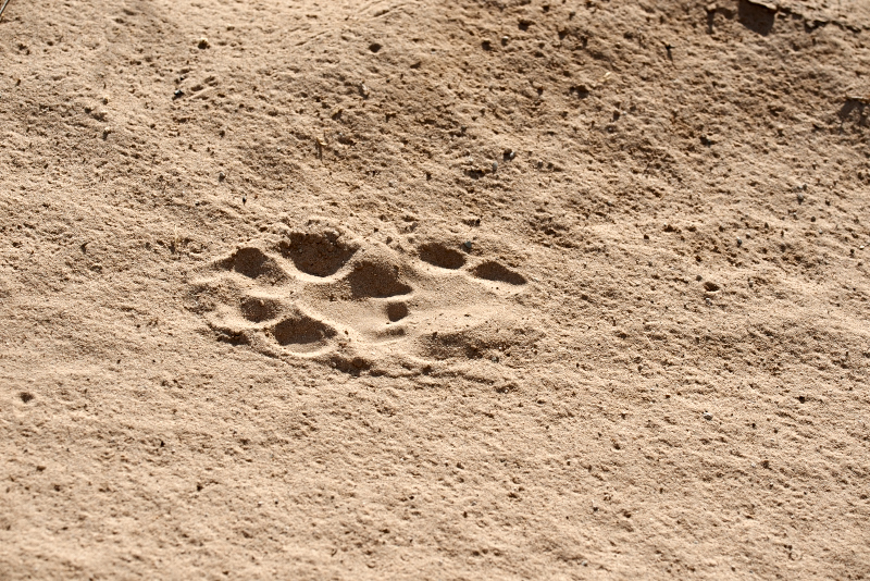 KgalagadiNationalparkBotswana