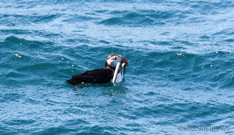 IslandGrönland23 065