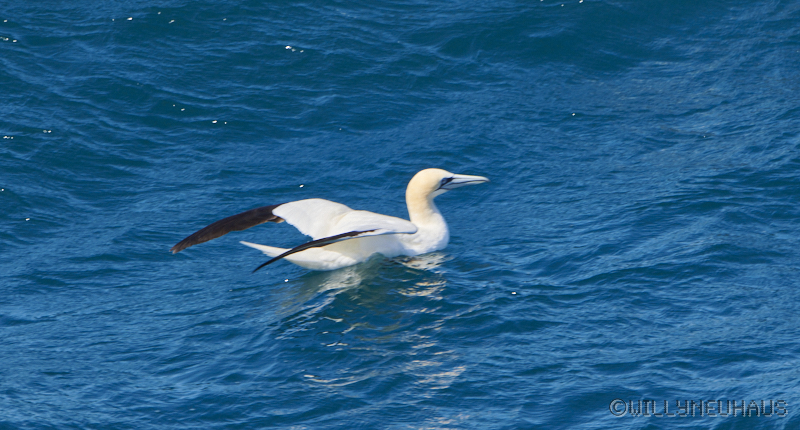 IslandGrönland23 066