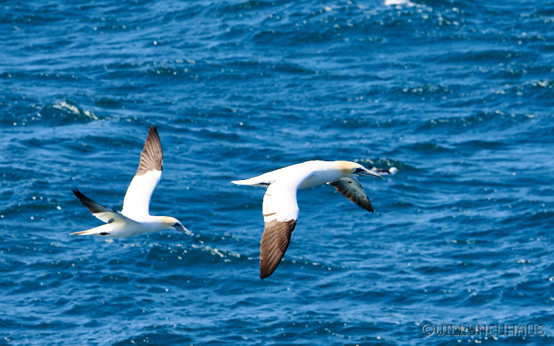 IslandGrönland23 067