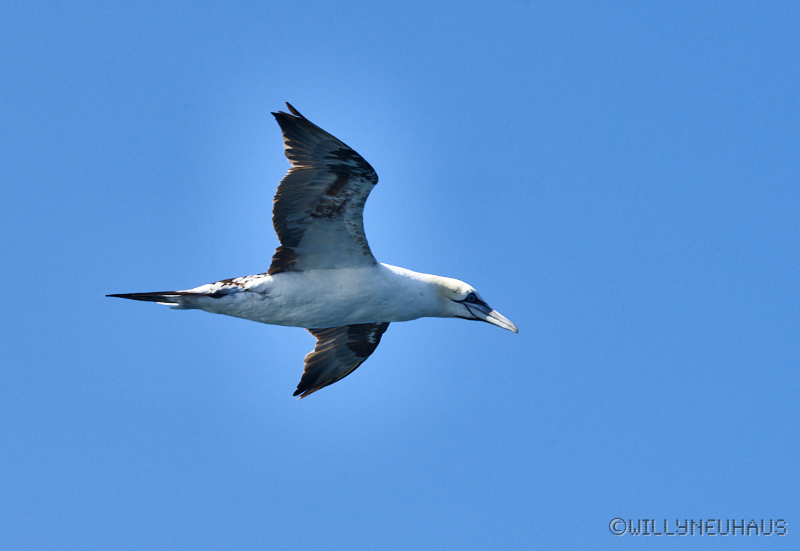 IslandGrönland23 068