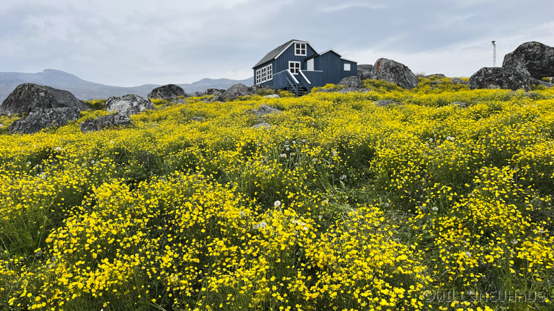 IslandGrönland23 118