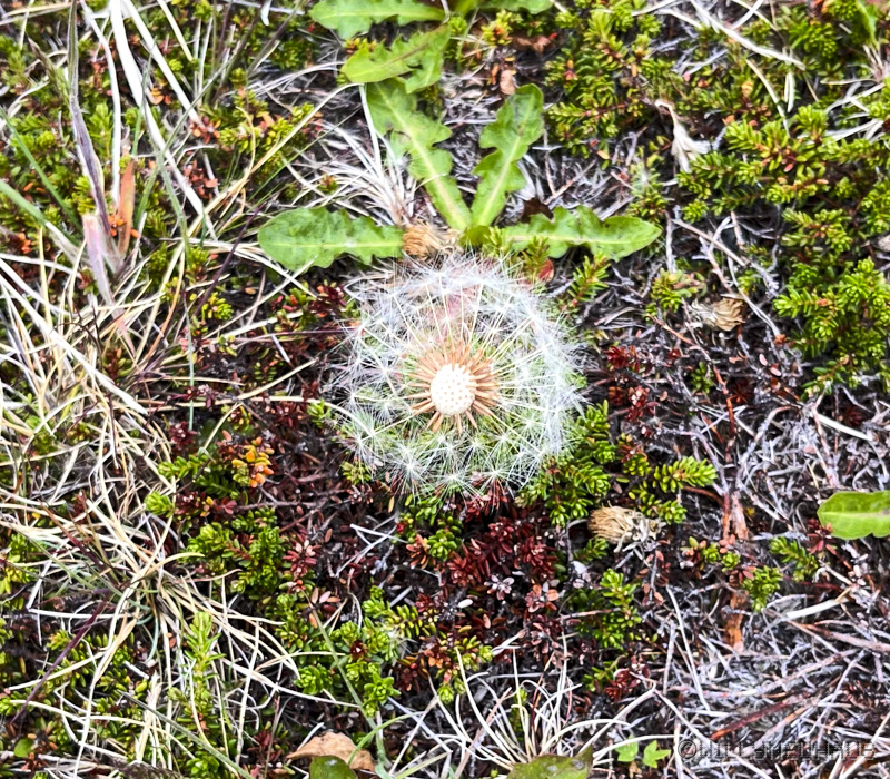 IslandGrönland23 130