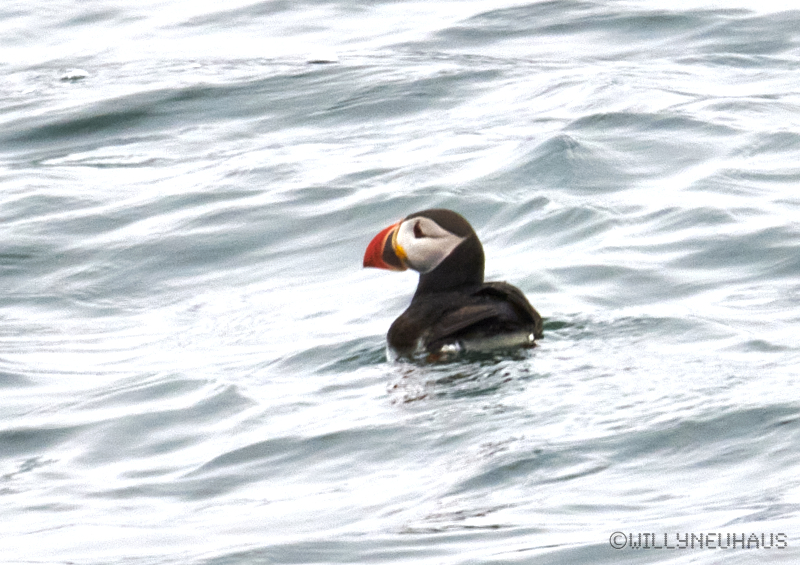 IslandGrönland23 157