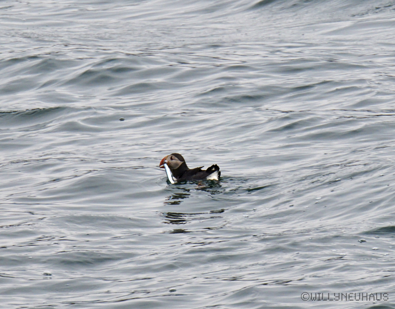 IslandGrönland23 158