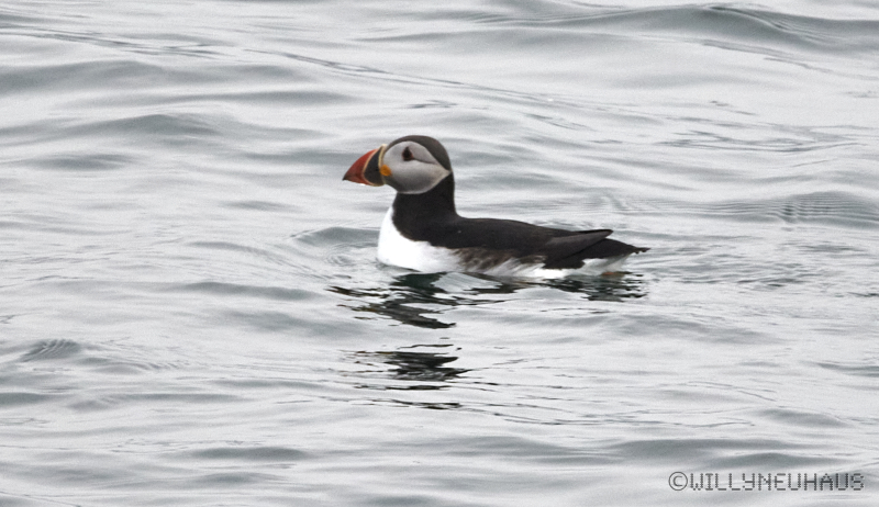 IslandGrönland23 160