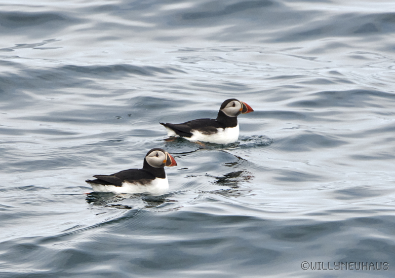 IslandGrönland23 161