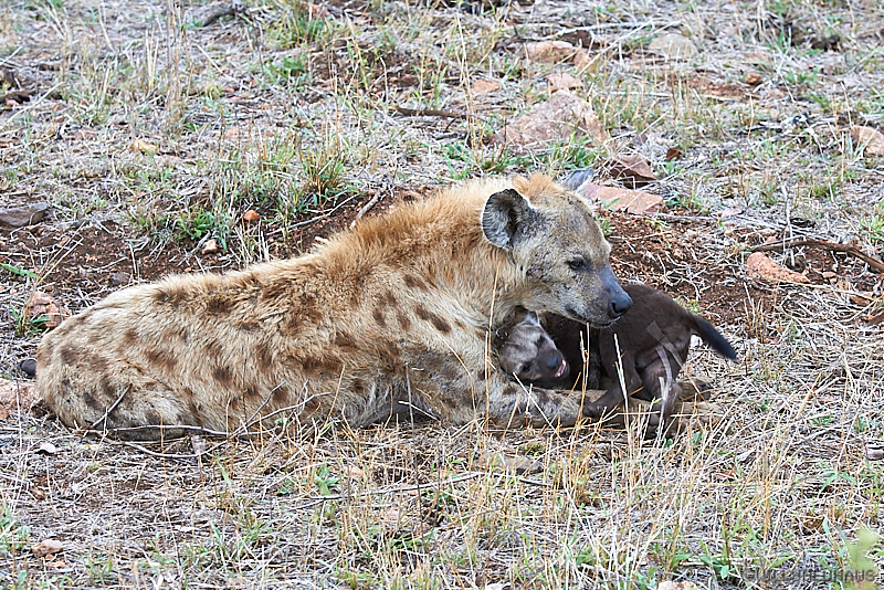Hyäne04