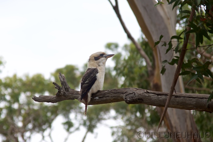 KookaburraWeckerTagebuch