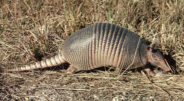 Nine banded armadillo