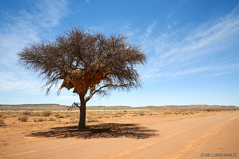 Namibia 17 061