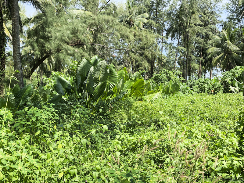 Thailand19allein 094