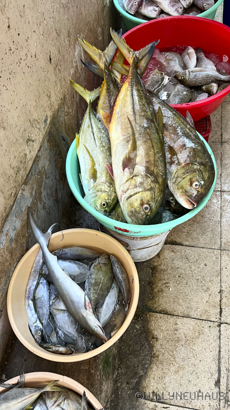 CruiseTriesteDurban23 077