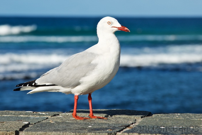 Australia east 14 113