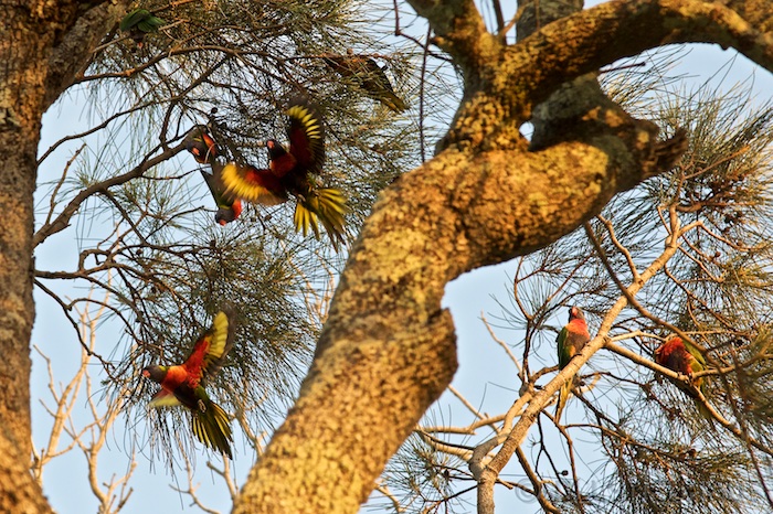 Australia east 14 120