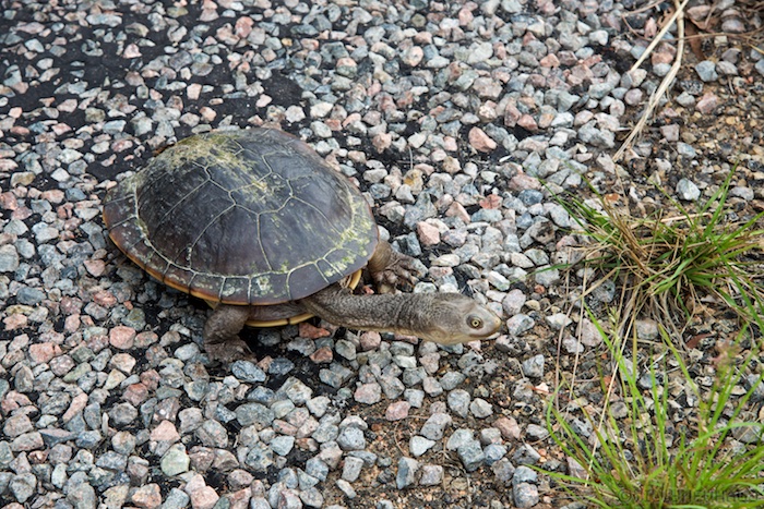 Australia east 14 48