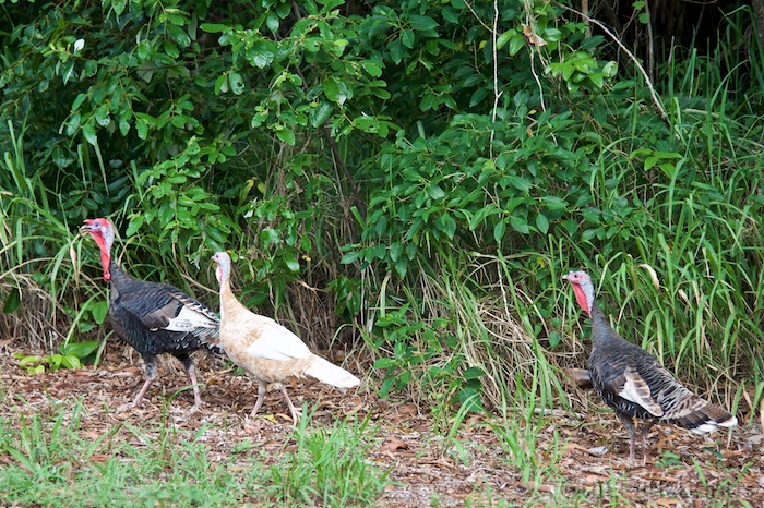 Australia east 14 61