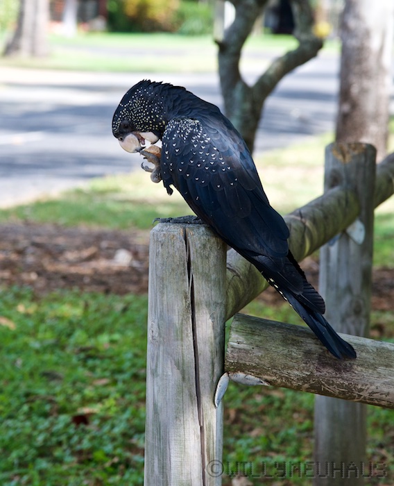 Australia east 14 69