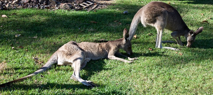 Australia east 14 79