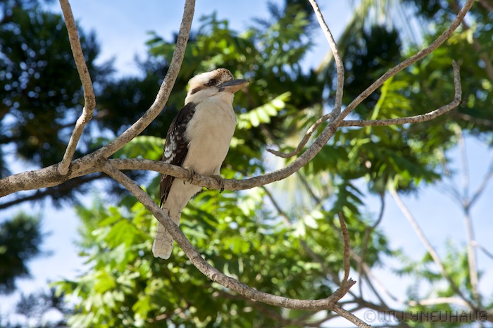 Australia east 14 84