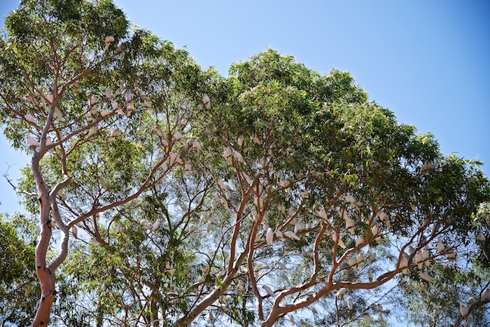 Australia south 14 106