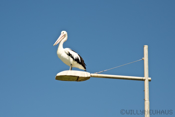 Australia south 14 54