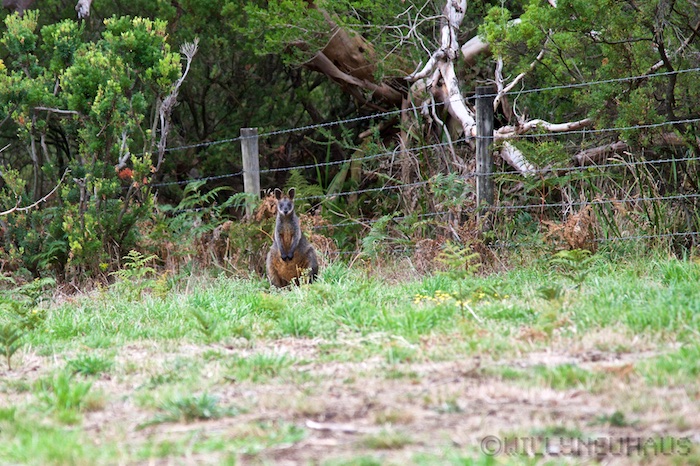 Australia south 14 83