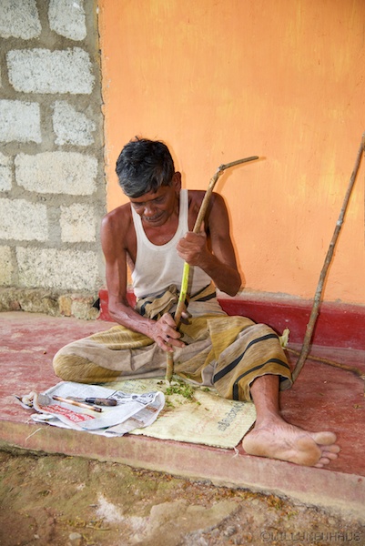 CinnamonSriLanka 001