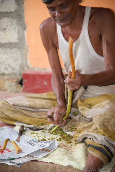 CinnamonSriLanka 003