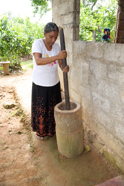 CinnamonSriLanka 006