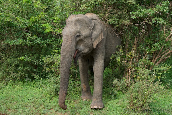Sri Lanka 12 152