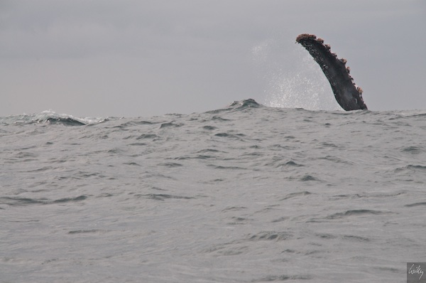 mexico08_09whalewatching